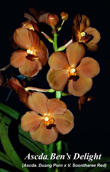 Ascda. Bens Delight_9841