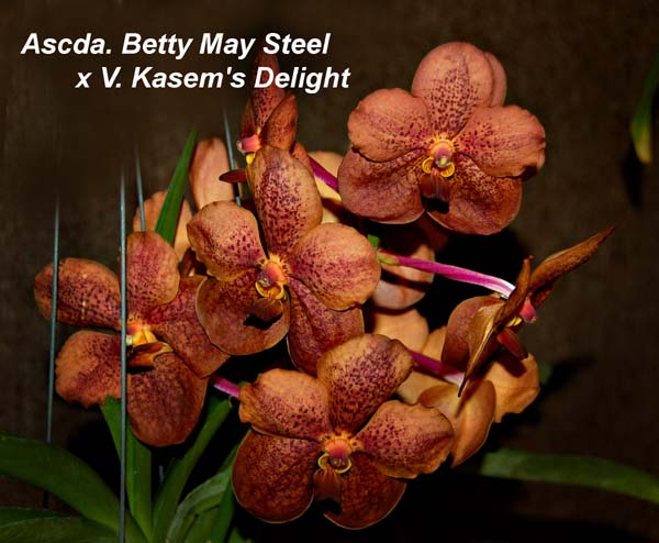 Ascda. Betty May Steel V. Kasems Delight_1656