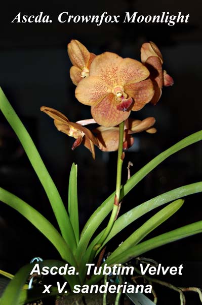 Ascda. Crownfox Moonlight (Ascda. Tubtim Velvet   x V. sanderiana)_3396