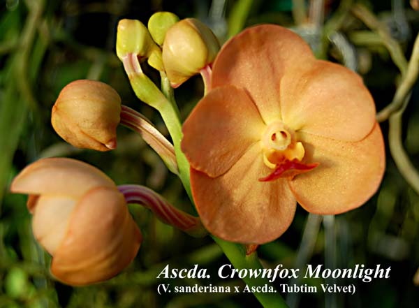 Ascda. Crownfox Moonlight (V. sanderiana x Ascda. Tubtim Velvet)_7225