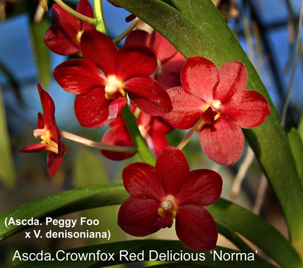 Ascda. Crownfox Red Delicious_8456