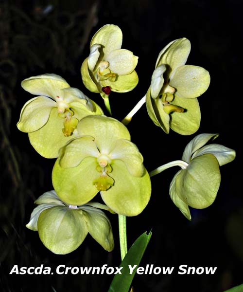 Ascda. Crownfox Yellow Snow_8721
