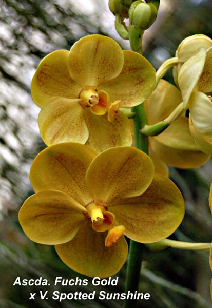 Ascda. Fuchs Gold x V. Spotted Sunshine_1373