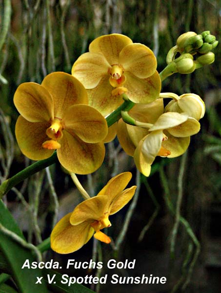 Ascda. Fuchs Gold x V. Spotted Sunshine_1375