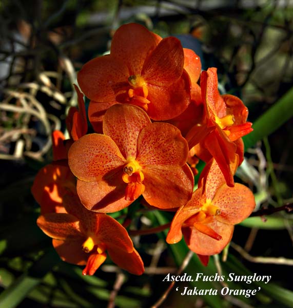 Ascda. Fuchs Sunglory _ Jakarta Orange_7779