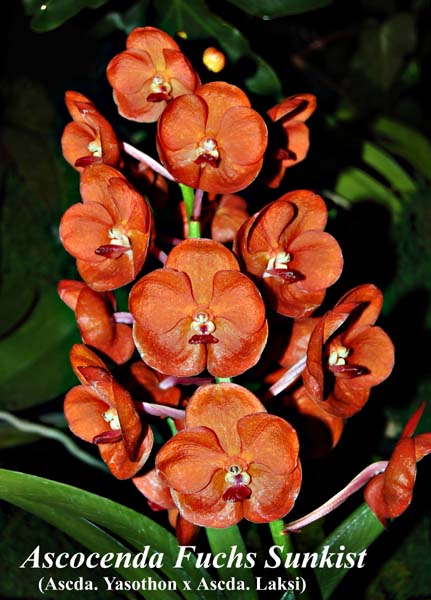 Ascda. Fuchs Sunkist_9643