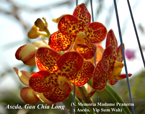 Ascda. Gau Chia Long _7757