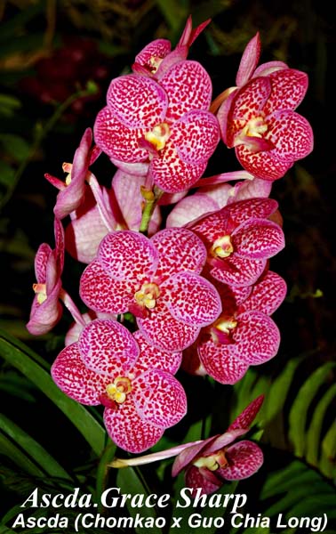 Ascda. Grace Sharp_0407