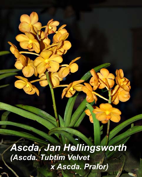 Ascda. Jan Hollingsworth_3408