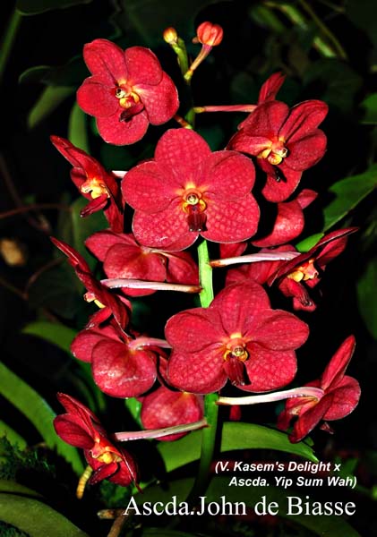 Ascda. John de Biasse_9647