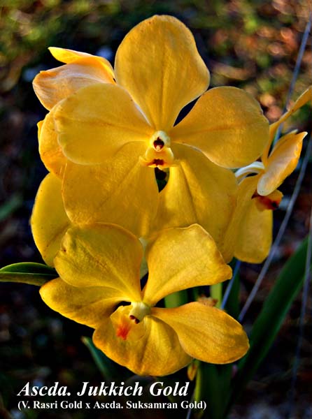 Ascda. Jukkich Gold (V. Rasri Gold x Ascda. Suksamran Gold)_6596