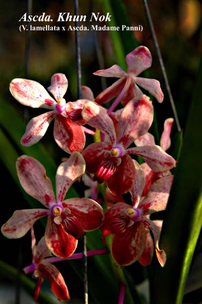 Ascda. Khun Nok (V. lamellata x Ascda. Madame Panni)_3048