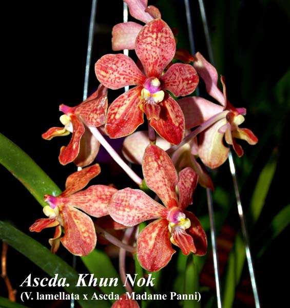 Ascda. Khun Nok (V. lamellata x Ascda. Madame Panni)_4986
