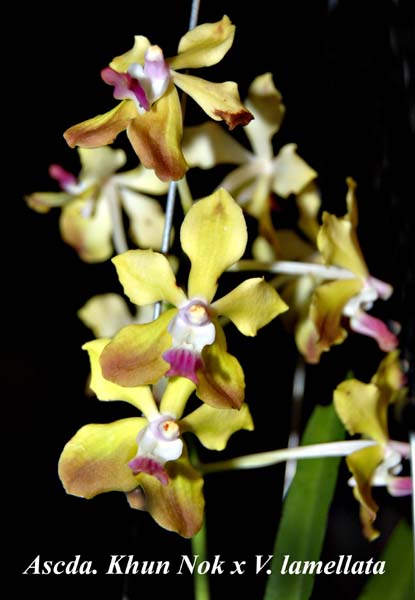 Ascda. Khun Nok x V. lamellata_6611
