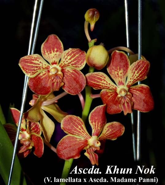 Ascda. Khun Nok_4984