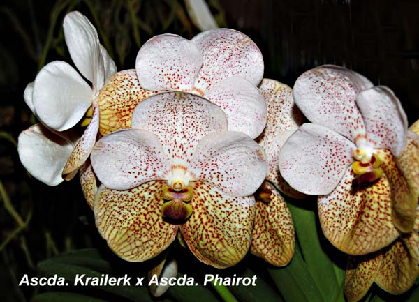 Ascda. Krailerk x Ascda. Phair_9991