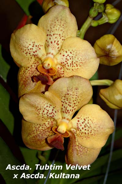 Ascda. Kultana x Kultana_6675