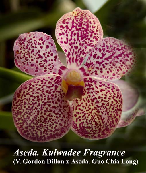 Ascda. Kulwadee Fragrance (V. Gordon Dillon x Ascda. Guo Chia Long)_6586