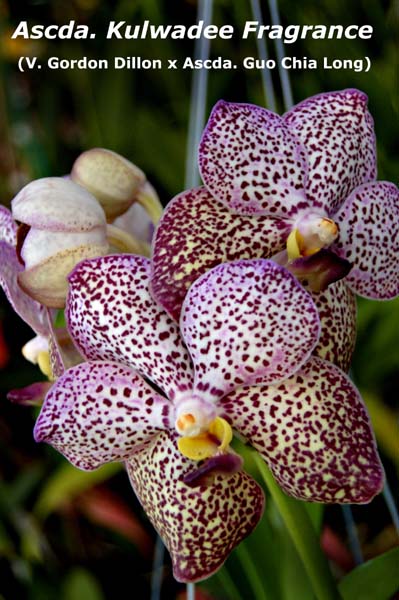Ascda. Kulwadee Fragrance (V. Gordon Dillon x Ascda. Guo Chia Long)_6737