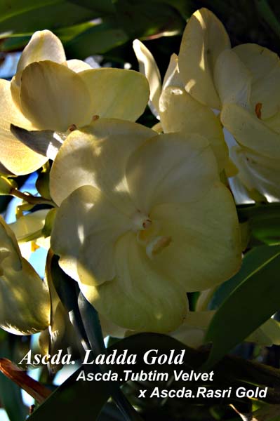 Ascda. Ladda Gold (Ascda. Tubtim Velvet x Ascda Rasri Gold)_6952