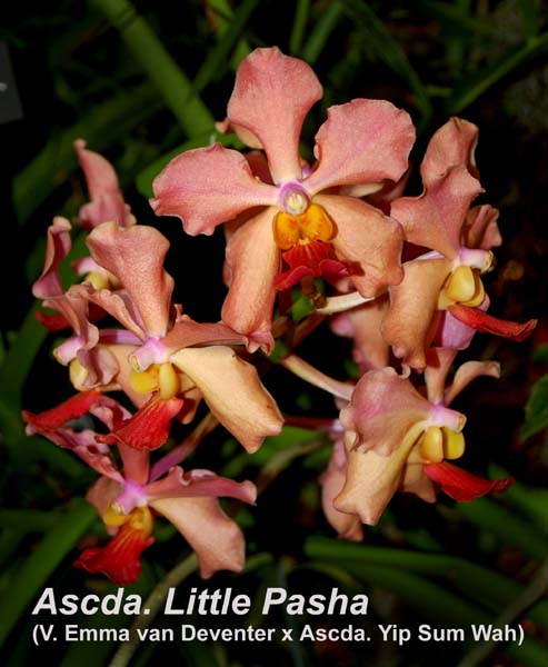 Ascda. Little Pasha (V. Emma van Deventer x Ascda. Yip Sum Wah)_2377
