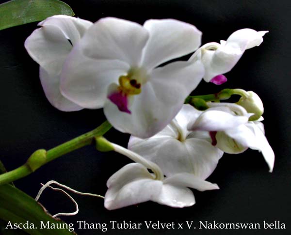 Ascda. Maung Thang Tubiar Velvet x V. Nakornswan bella 1488