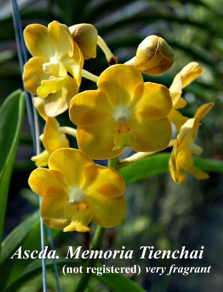 Ascda. Memoria Tienchai_6008