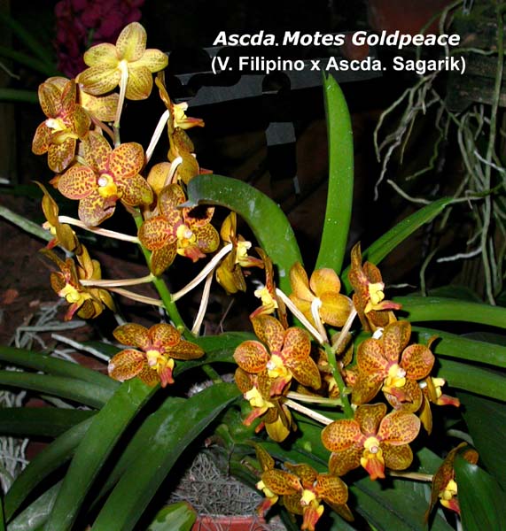 Ascda. Motes Goldpeace 894
