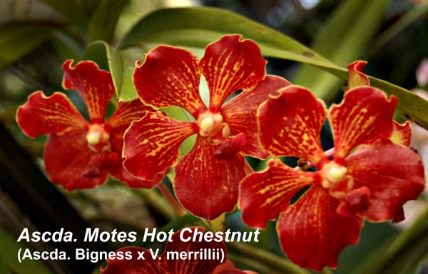 Ascda. Motes Hot Chestnut (Ascda. Bigness x V. merrillii)_3607