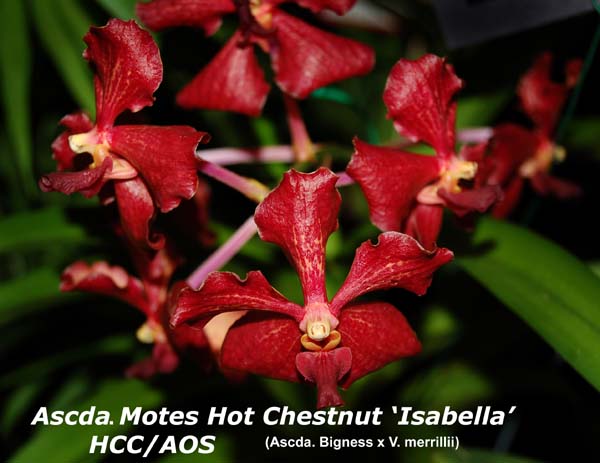 Ascda. Motes Hot Chestnut - Isabelle HCC_AOS_8579