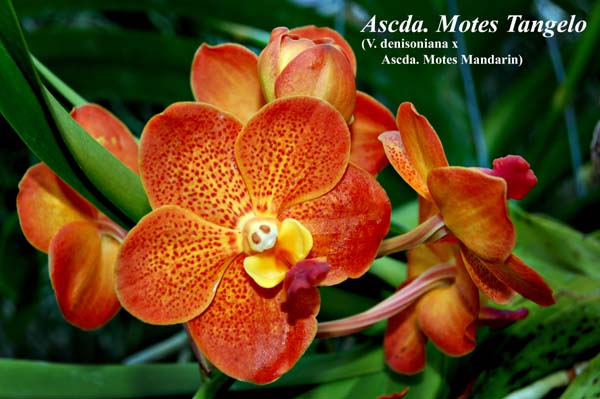 Ascda. Motes Tangelo (V. denisoniana x Ascda. Motes Mandarin)_6124