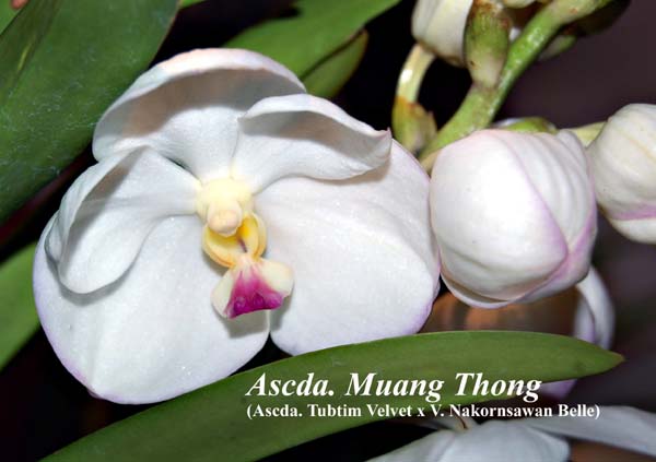 Ascda. Muang Thong (Ascda. Tubtim Velvet x V. Nakornsawan Belle)_5724