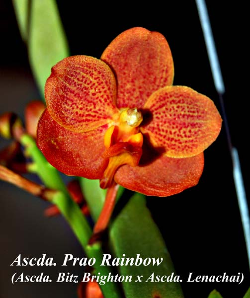 Ascda. Prao Rainbow (Ascda. Bitz Brighton x Ascda. Lenachai)_3748