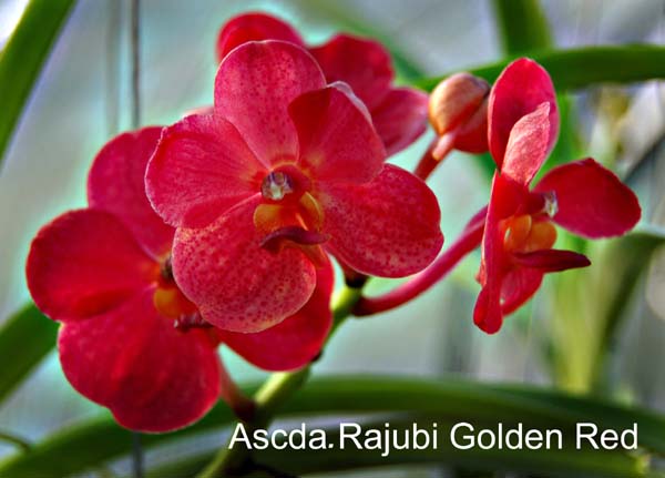 Ascda. Rajbui Golden Red_8464