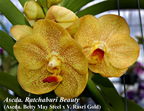 Ascda. Ratchaburi Beauty (Ascda. Betty May Steel x V. Rasri Gold)_6128