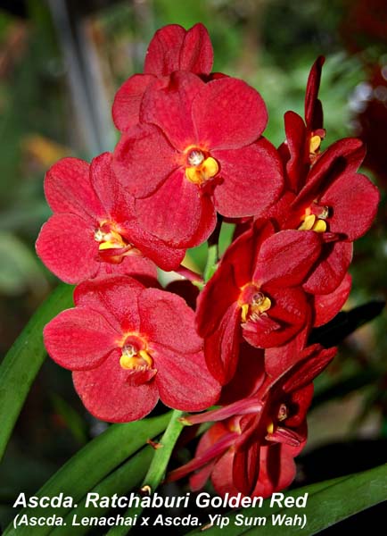 Ascda. Ratchaburi Golden Red (Ascda. Lenachai x Ascda. Yip Sum Wah)_3519