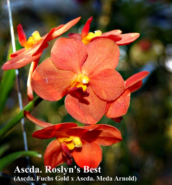 Ascda. Roslyns Best (Ascda. Fuchs Gold x Ascda. Meda Arnold)_3349