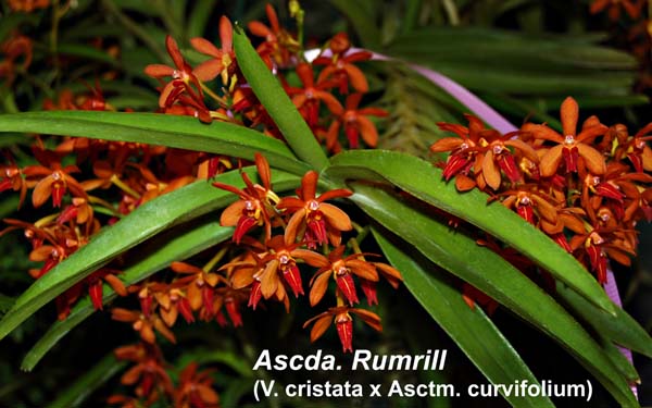 Ascda. Rumrill (V. cristata x Asctm. curvifolium)_0404