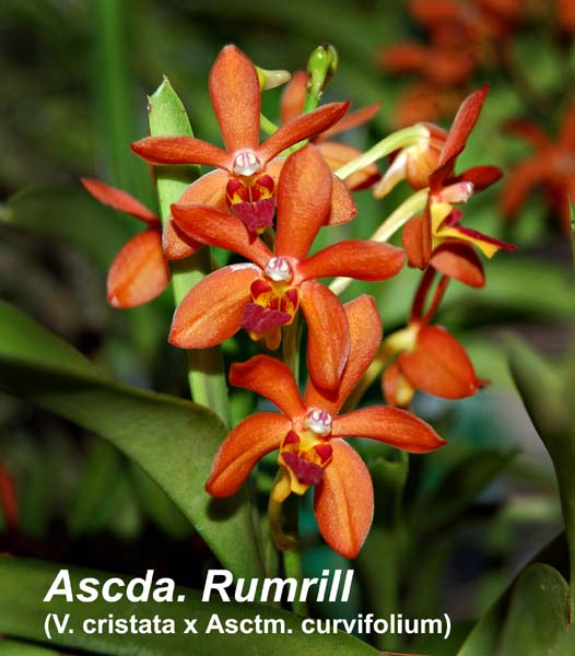 Ascda. Rumrill (V. cristata x Asctm. curvifolium)_3513