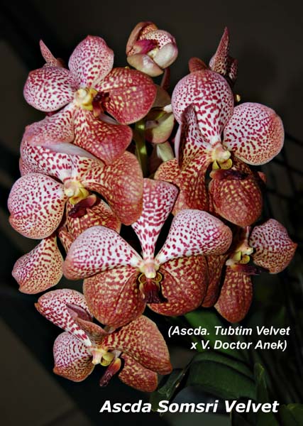 Ascda. Somsri Velvet_8656