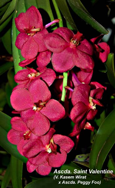 Ascda. Sts Valentine_8109