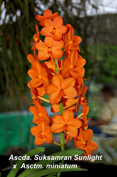 Ascda. Suksamran Sunlight   x  Asctm. miniatum_3508