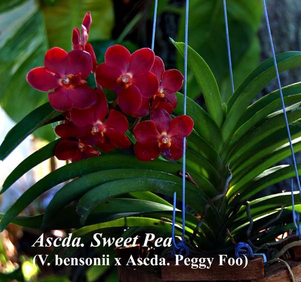 Ascda. Sweet Pea (V. bensonii x Ascda. Peggy Foo)_2430