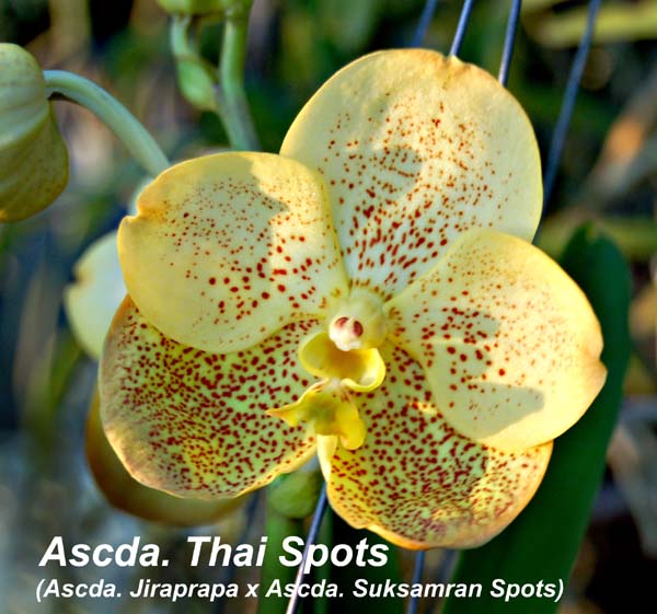 Ascda. Thai Spots_5739