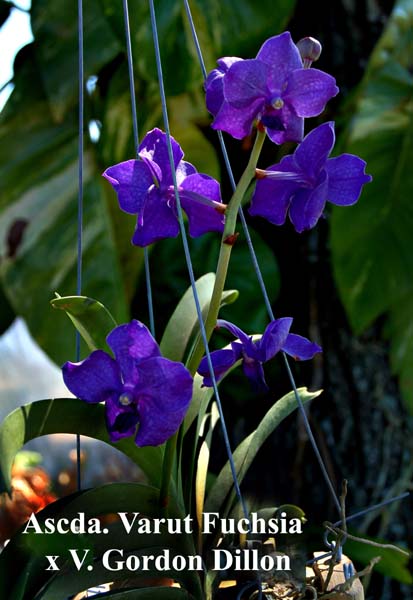 Ascda. Varut Fuchsia  x V.  Gordon Dillon_2436