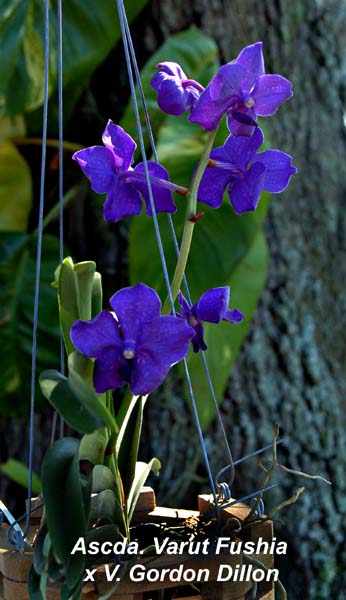 Ascda. Varut Fushia   x V. Gordon Dillon_2437