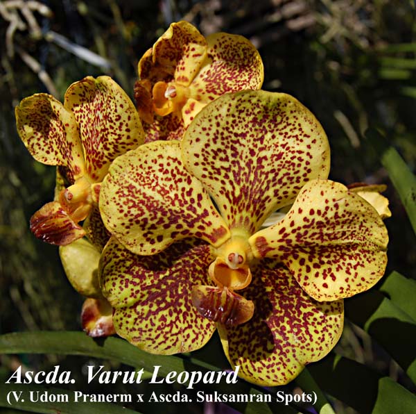 Ascda. Varut Leopard _7263