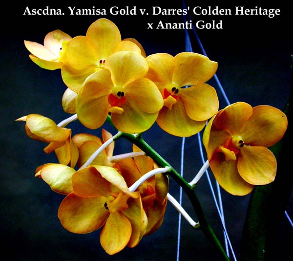 Ascda. Yamisa Gold v. Darres Colden Heritage x Ananti Gold 2316