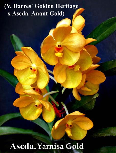 Ascda. Yarnisa Gold 2710