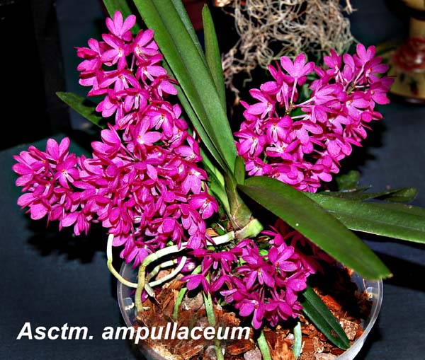 Asctm. ampullaceum_0581